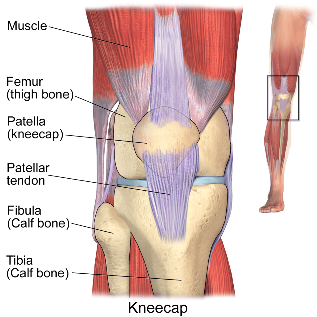 Kneecap patella