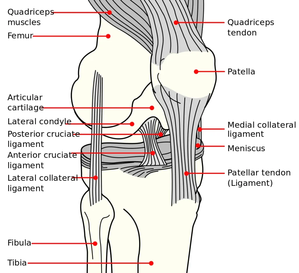 Labelled drawing of a right knee seen from the front and side, showing the meniscus between the thigh bone (femur) and the shin bone (tibia), with the knee ligaments around it
