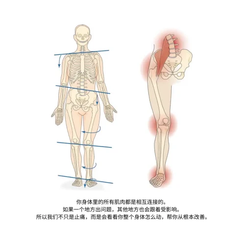 身体上的肌肉息息相关 身体上的肌肉息息相关